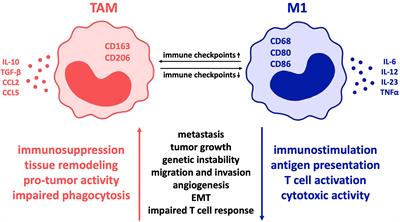 The Role of Immune Checkpoint Molecules on Macrophages in Cancer, Infection, and Autoimmune Pathologies